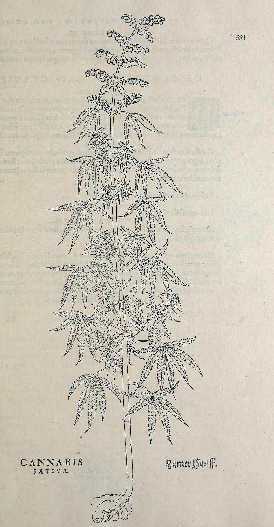 Cannabis sativa. Leonhart Fuchs, De historia stirpium, 1542.