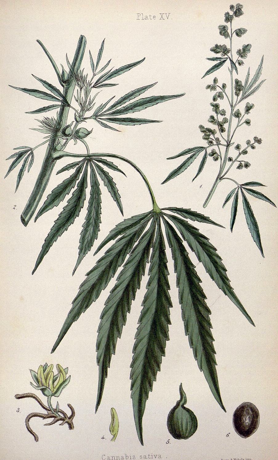 Cannabis sativa. Prancha XV de Hamilton, The Flora Homoeopathica, 1852.
