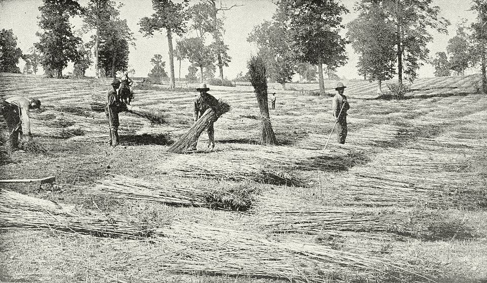 Colheita de cannabis para fibra espalhada no campo, Kentucky, 1898. Popular Science Monthly.