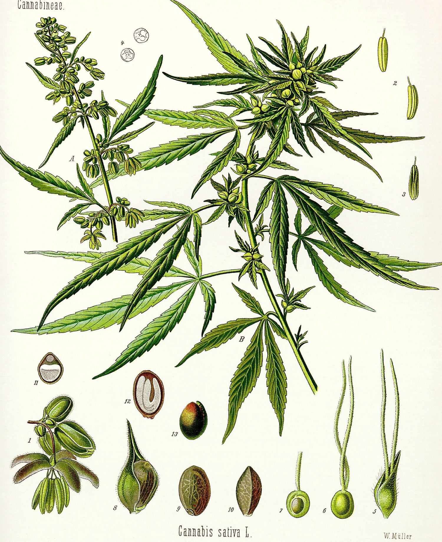Cannabis sativa. Prancha de Köhler, Medizinal-Pflanzen, 1887.