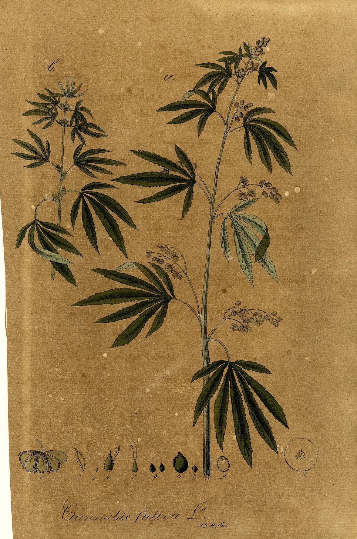 Cannabis sativa. Prancha de Johann Gottlieb Mann, 1828