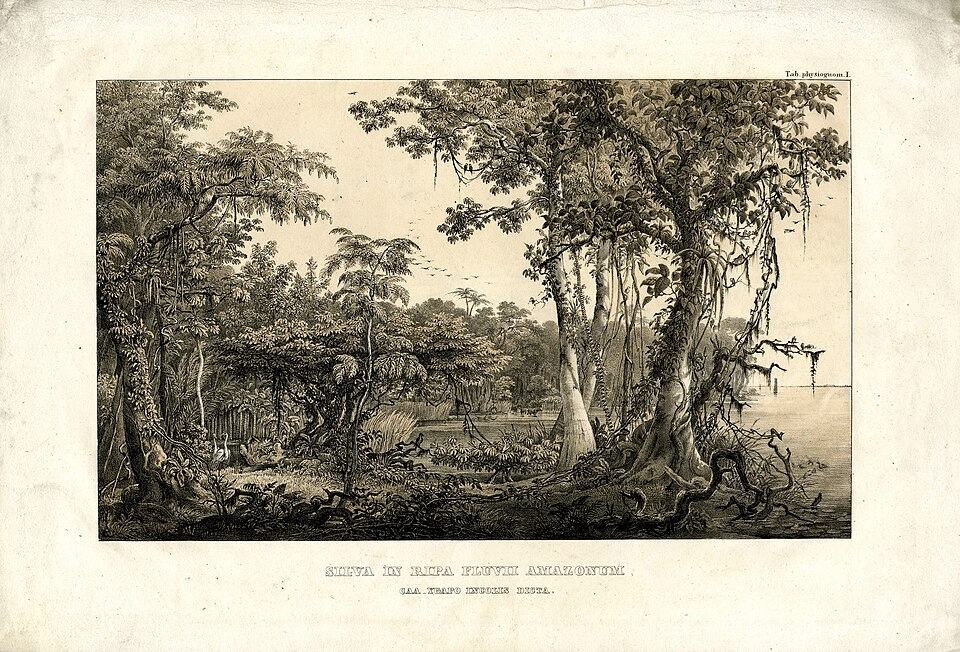 Mata na beira do Amazonas. Litografia da Flora Brasiliensis, de Martius.
