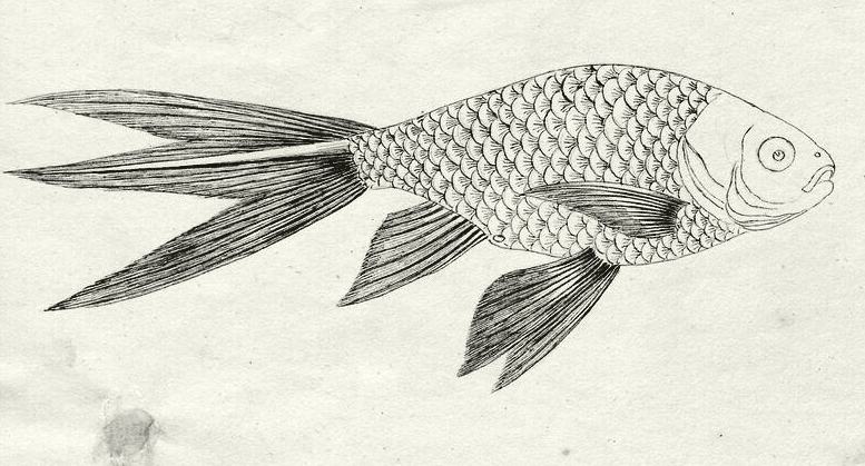 Peixe-dourado, Carassius auratus. Prancha 94 de Bloch, entre 1774 e 1804. Universidade de Amsterdã.