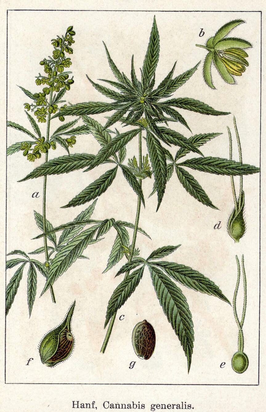 Cannabis sativa, com flores e sementes. Prancha de Sturm, Deutschlands Flora in Abbildungen, 1796.