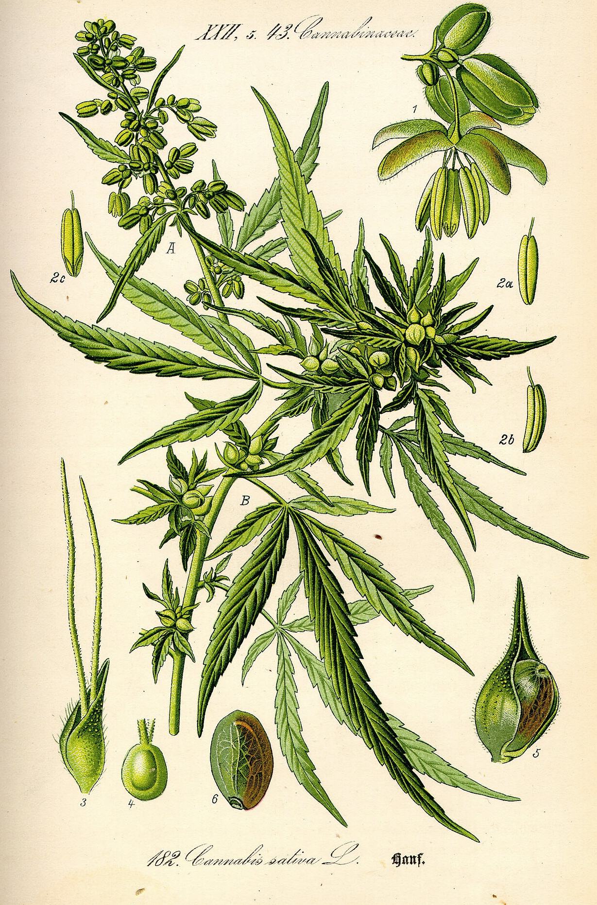 Cannabis sativa. Prancha de Thomé, Flora von Deutschland, 1885.