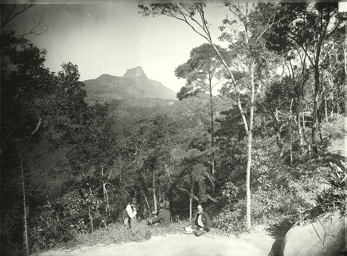 Floresta da Tijuca, Rio de Janeiro. Acervo Instituto Moreira Salles.