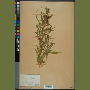 Exsicata antiga de cannabis, com a planta seca e amarronzada pelo tempo