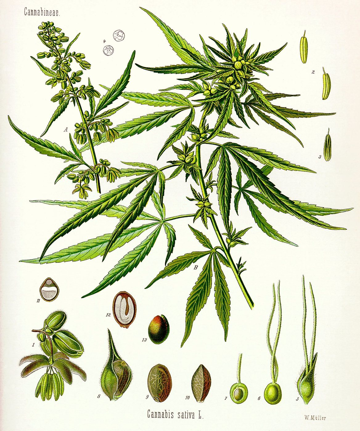 Prancha botânica colorida da Cannabis sativa, com a planta, as flores, as sementes e as plântulas