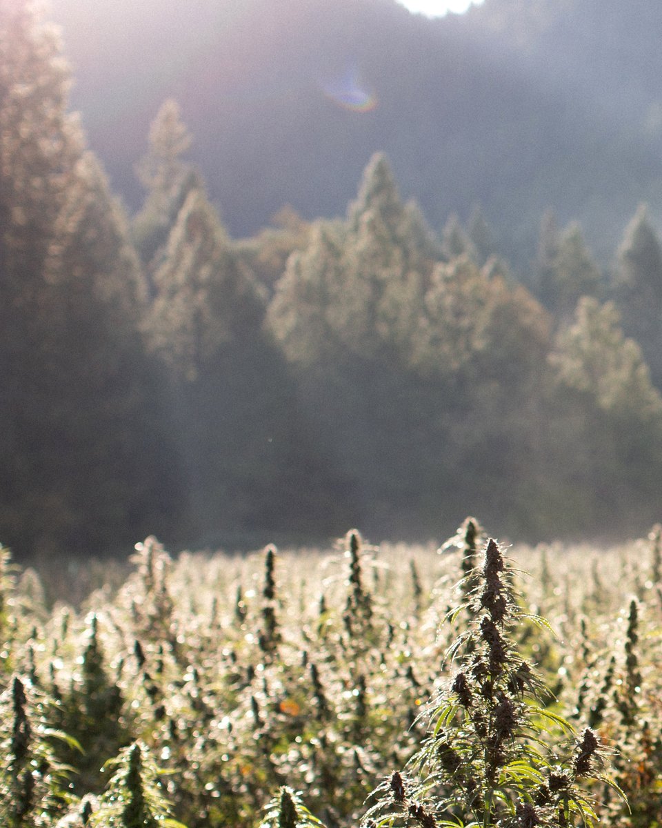Sol nascendo atrás da serra, iluminando um campo de cultivo