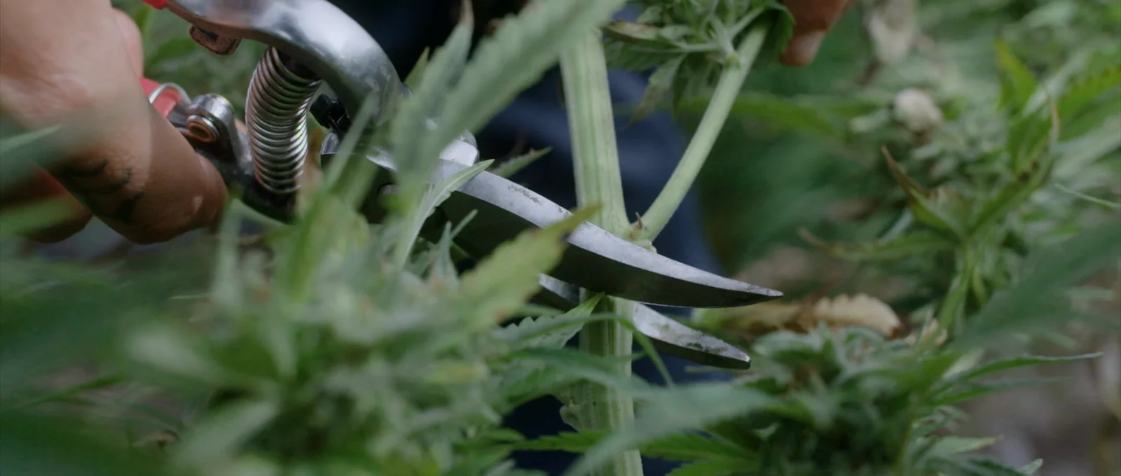 Tesoura de poda cortando o galho da planta, de perto