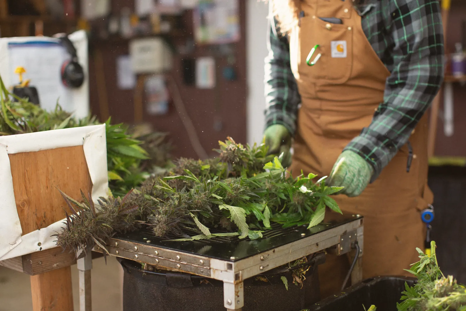 Pessoa de avental e luvas trabalhando sobre uma mesa com plantas