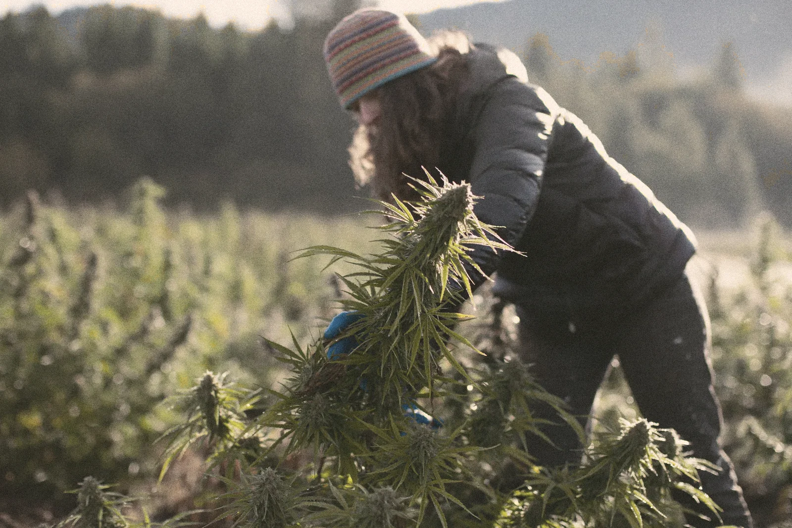 Mulher colhendo uma planta à mão no campo, de manhã