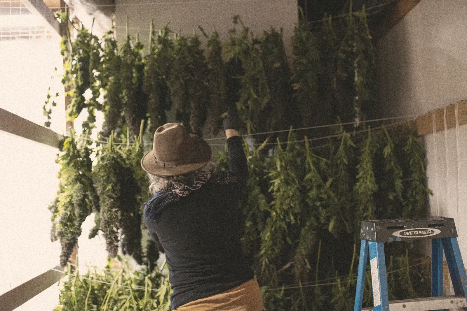 Pessoa de chapéu pendurando plantas para secar