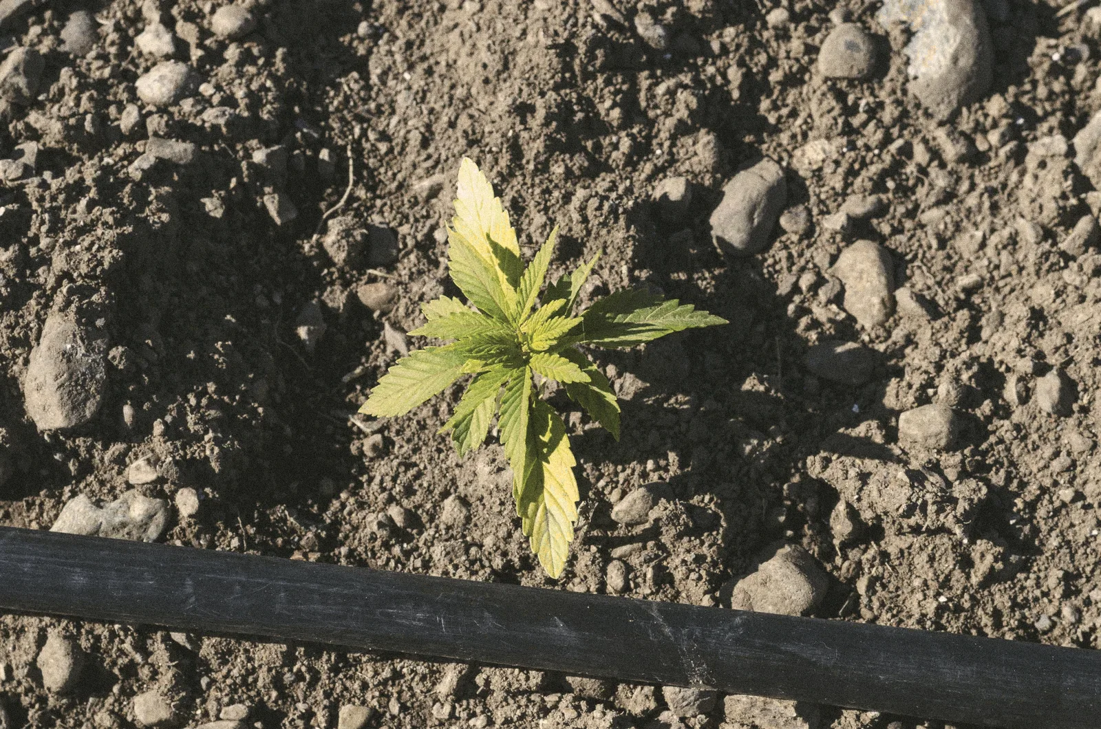 Uma muda pequena plantada na terra, ao lado da mangueira de gotejamento