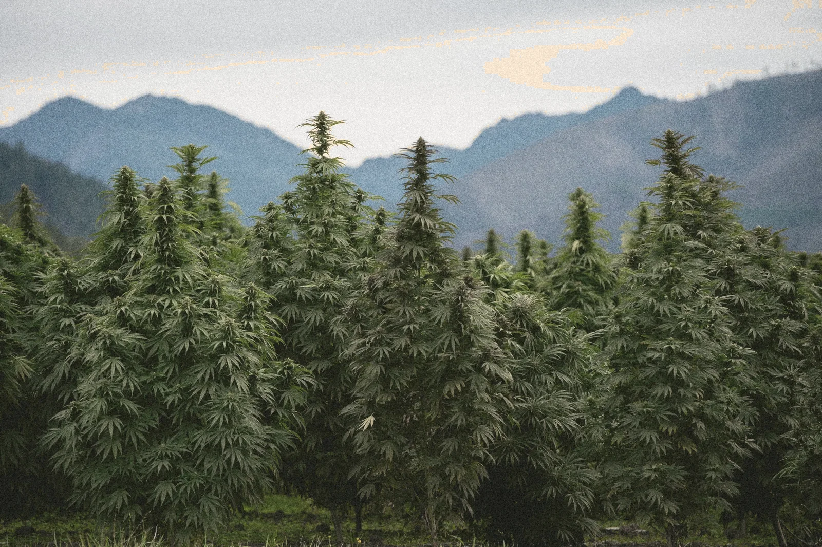 Plantas altas no campo com montanhas ao fundo